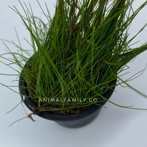 ELEOCHARIS PARVULA - Imagen 2