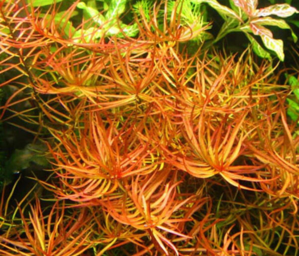 LUDWIGIA ARCUATA - Imagen 2