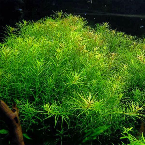 ROTALA NANJENSHAN