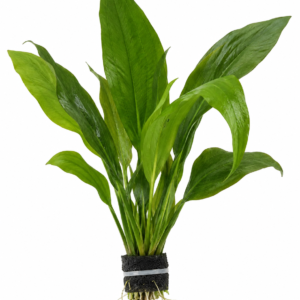 ECHINODORUS AMAZONICUS